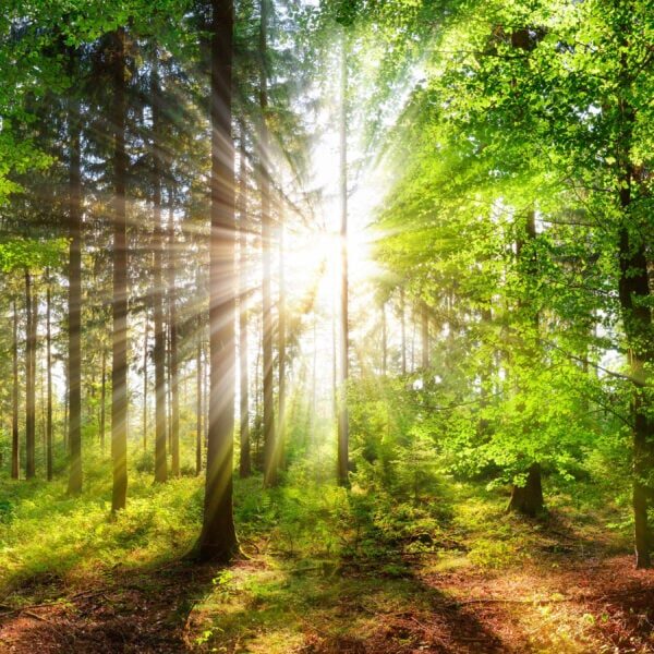 Panoramic landscape: beautiful rays of sunlight shining through green foliage in a forest clearing